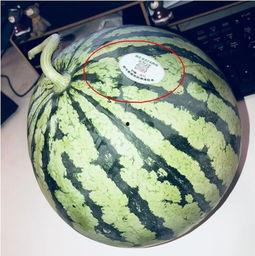 网红瓜吃瓜,揭秘娱乐圈幕后真相，吃瓜群众狂欢盛宴